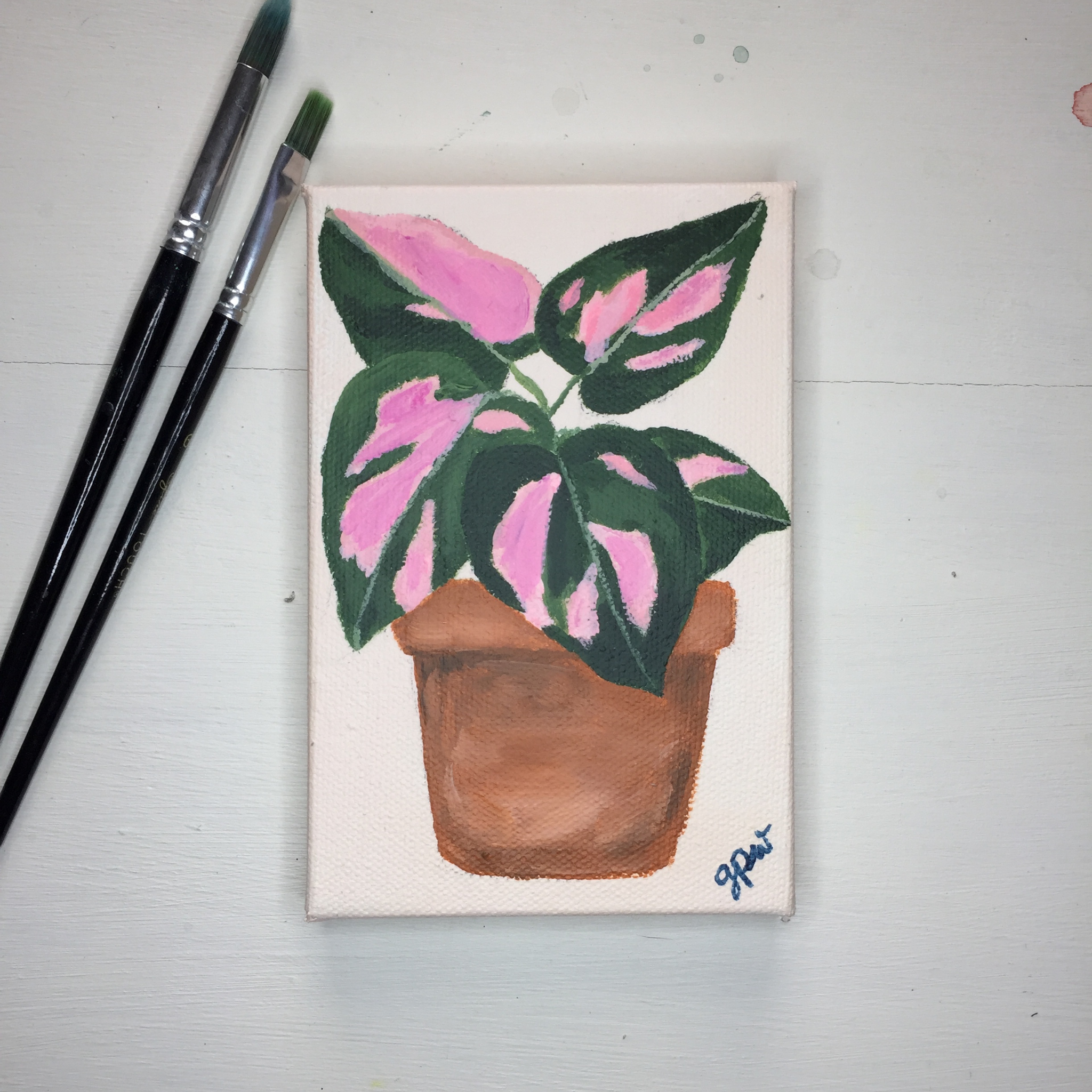 Pink Princess Philodendron